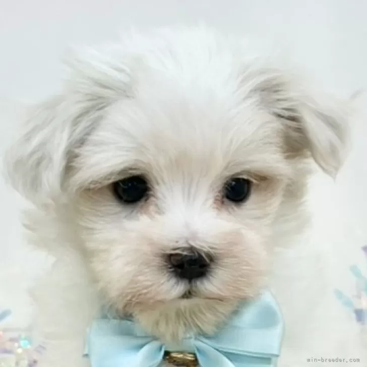 マルチーズ【岐阜県・男の子・2025年11月11日・ホワイト】の写真1