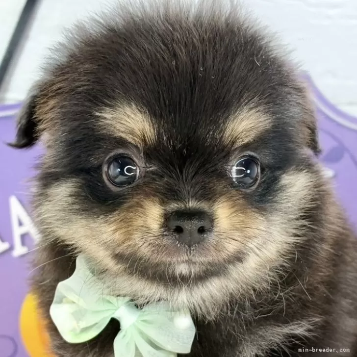 ID：2511-00243の子犬