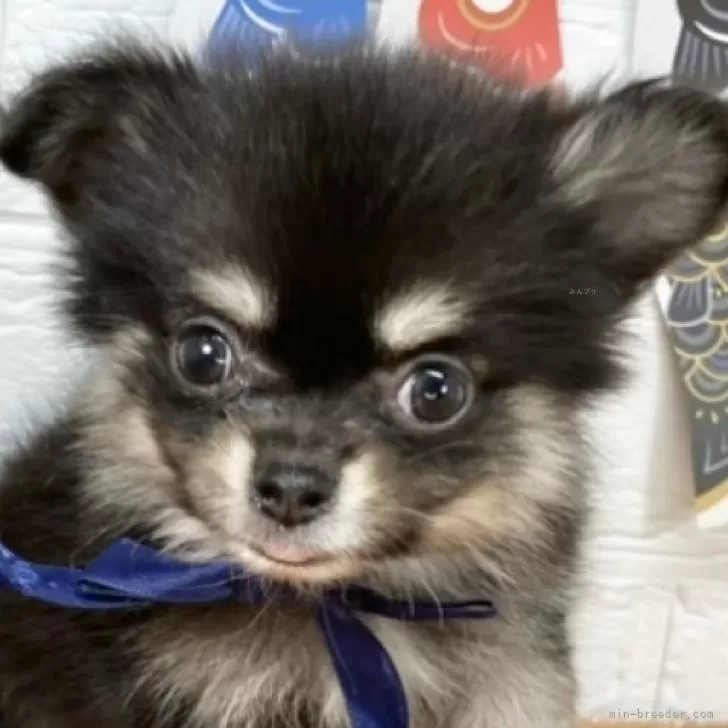 ID：2505-02453の子犬