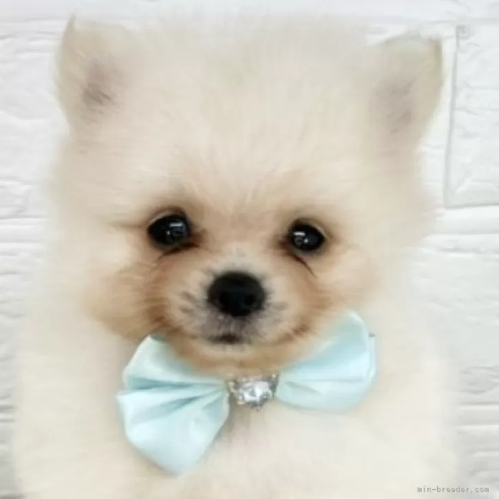 ID：2507-07721の子犬