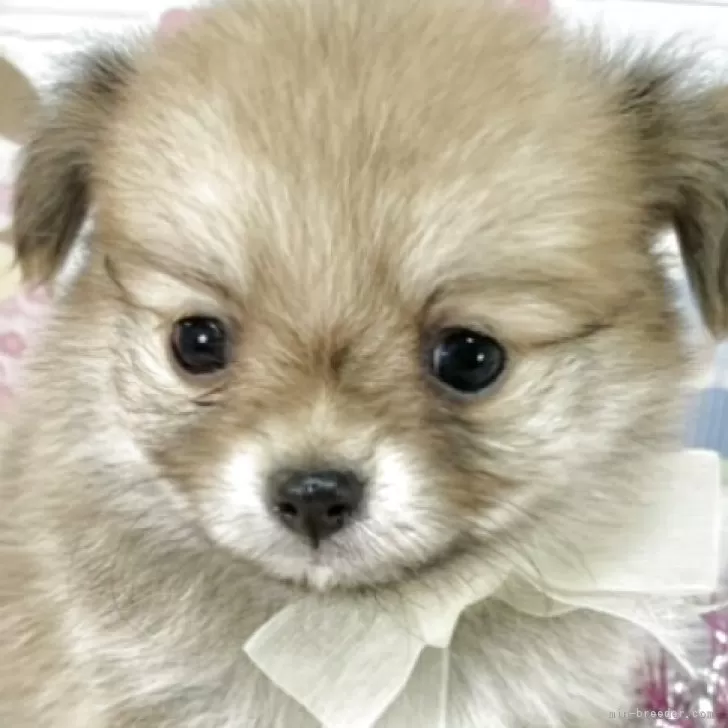 ID：2503-07773の子犬