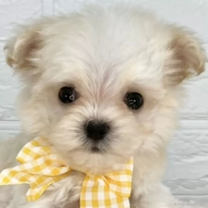 ID:2506-04142の子犬
