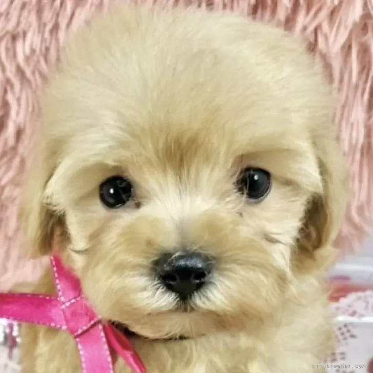 ID:2502-03615の子犬