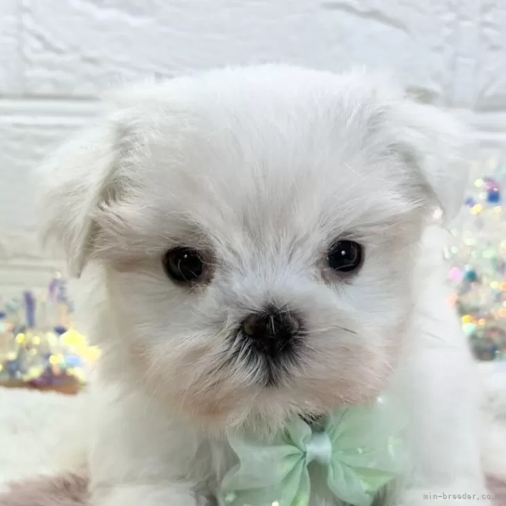 マルチーズ【岐阜県・女の子・2025年10月8日・ホワイト】の写真1