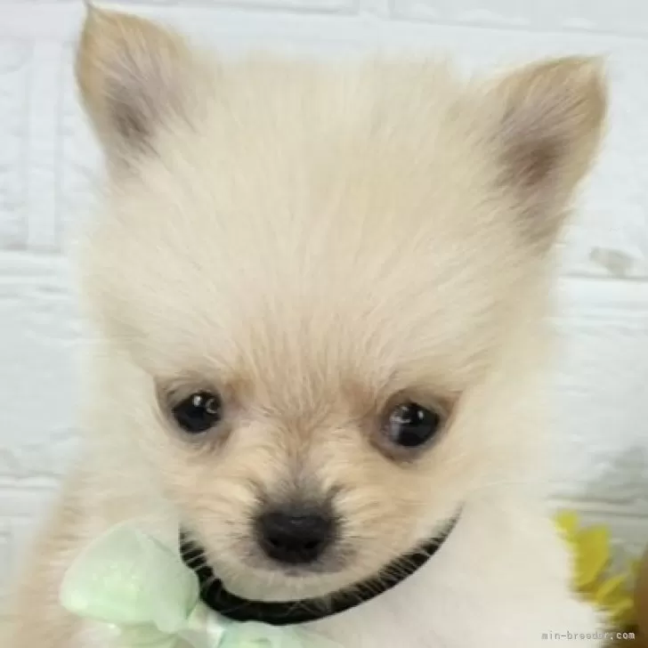 ID：2508-08905の子犬