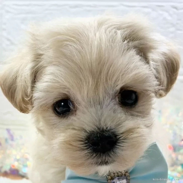 マルプー(トイプードル×マルチーズ)【岐阜県・男の子・2025年10月8日・クリーム】の写真1