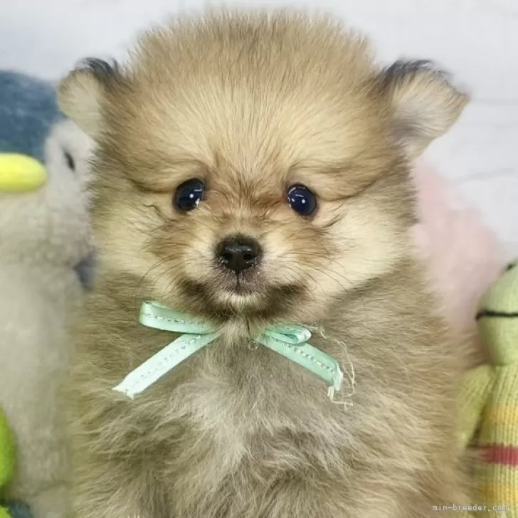 ID:2411-04713の子犬