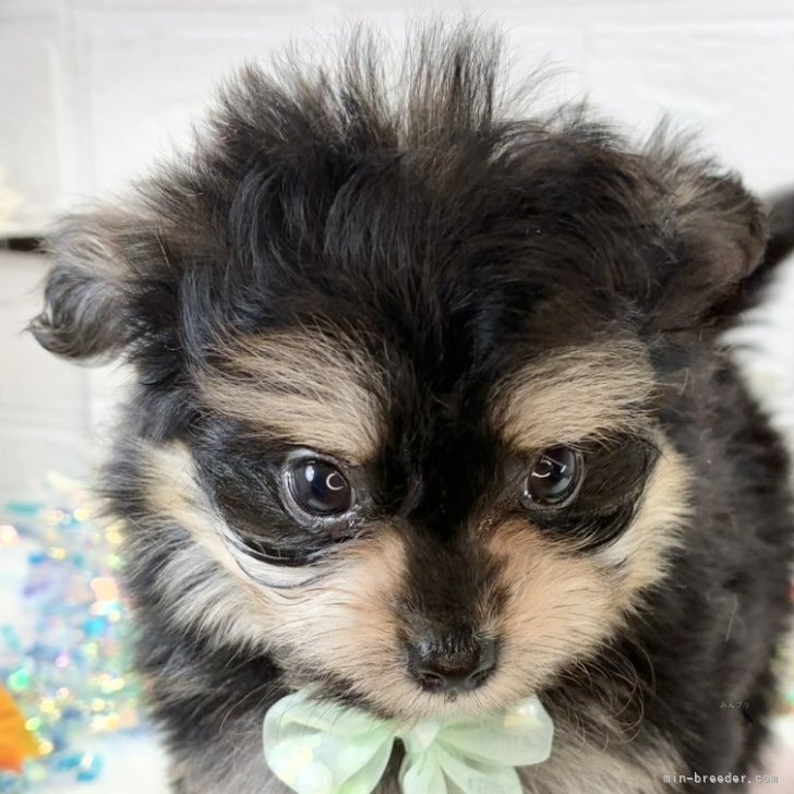 ブリーダー画像