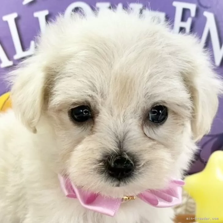 マルプー(トイプードル×マルチーズ)【岐阜県・女の子・2025年9月17日・クリーム】の写真1