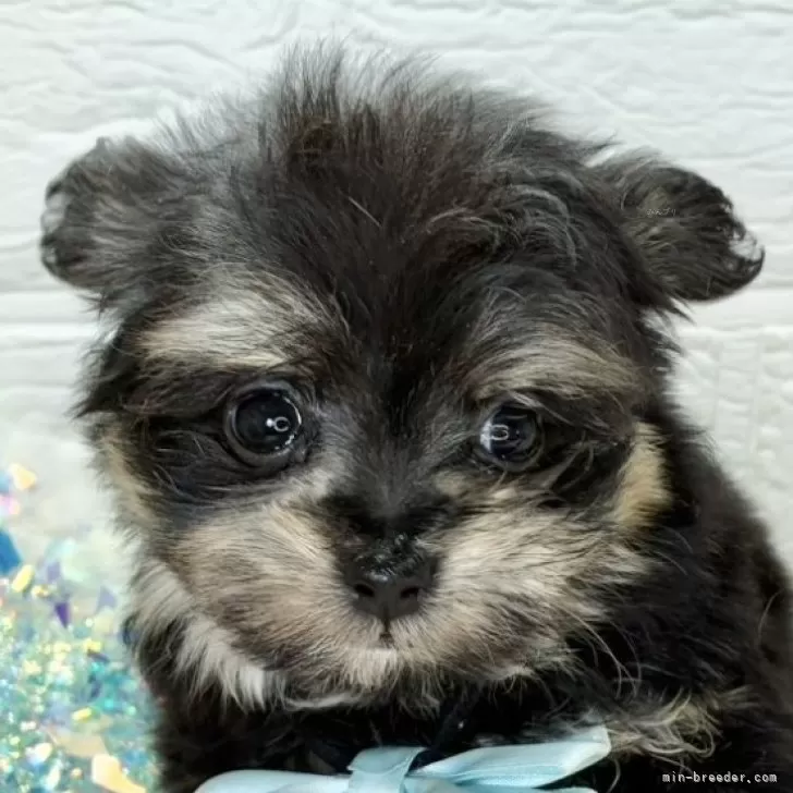 ID：2511-02059の子犬