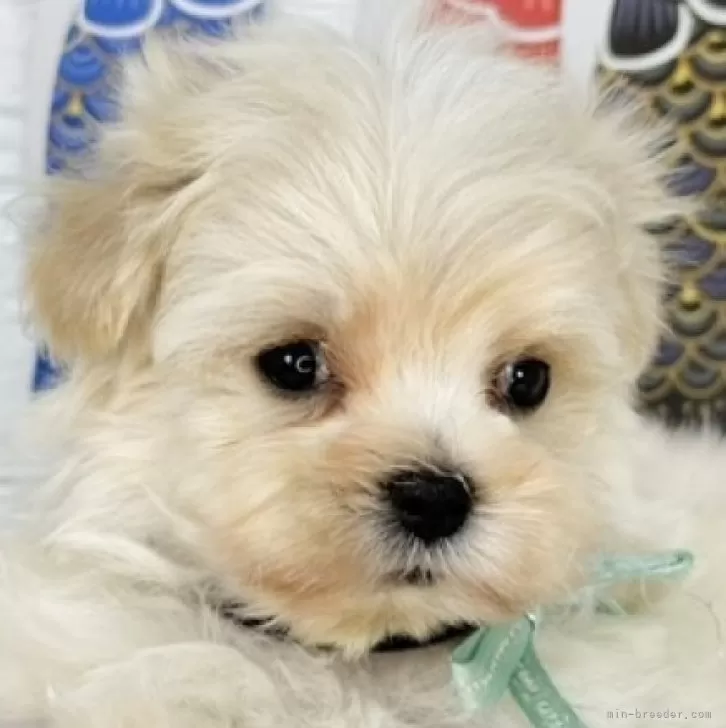 ID:2505-06230の子犬