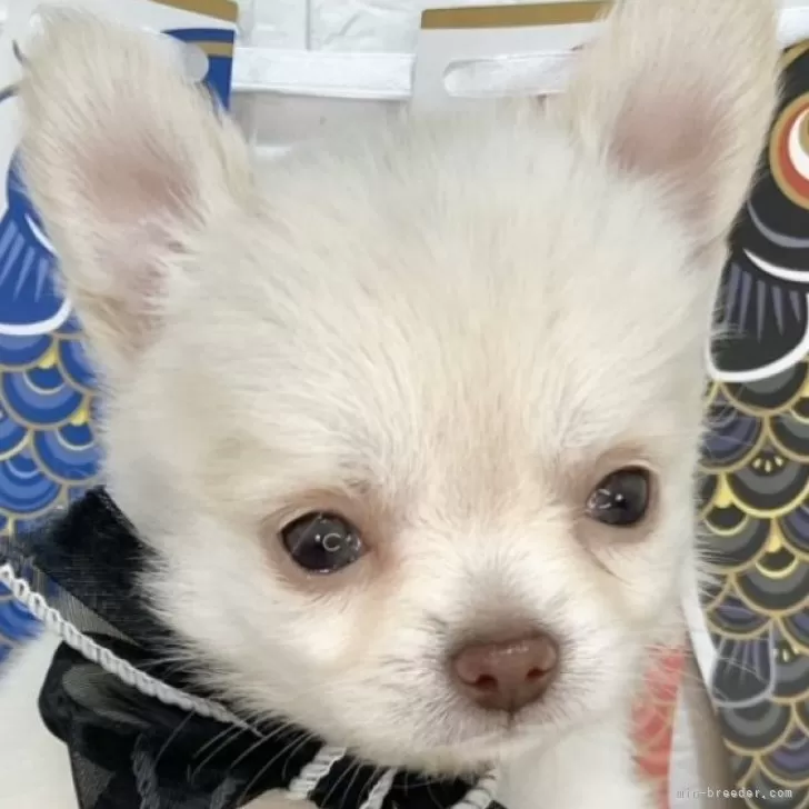 ID:2506-01893の子犬