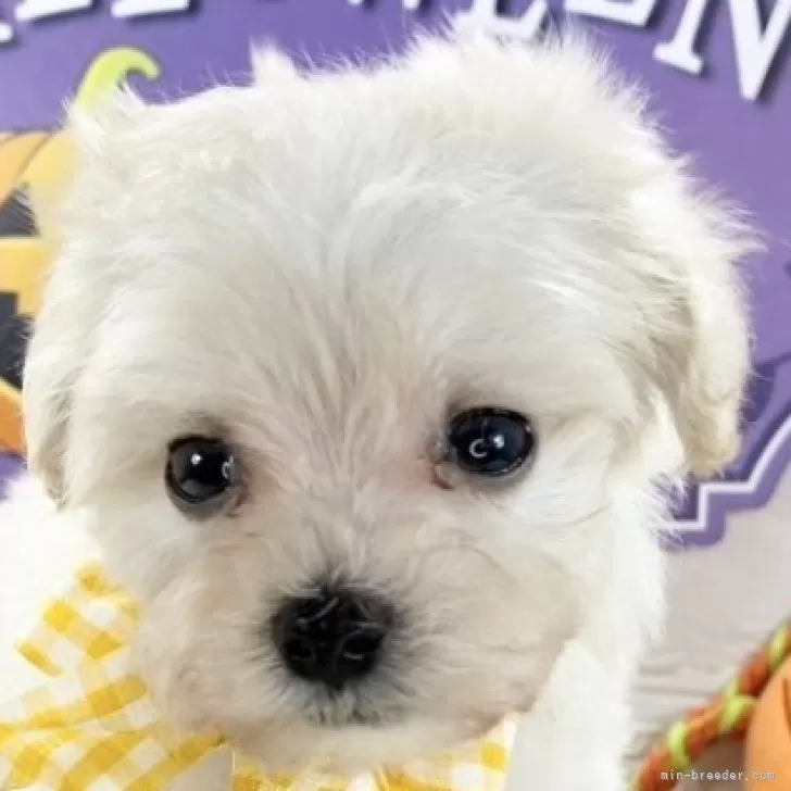 ID：2510-06853の子犬