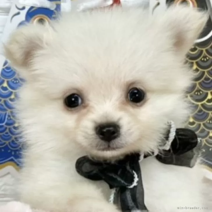ID：2505-02507の子犬
