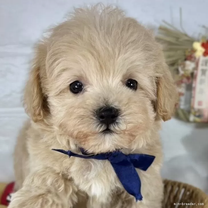 ID:2501-02274の子犬