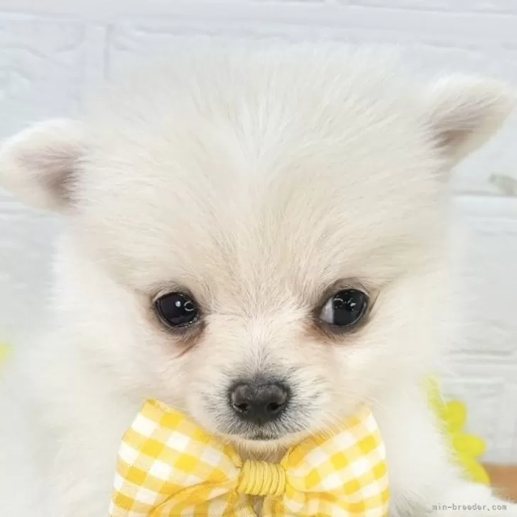 ID:2509-05756の子犬
