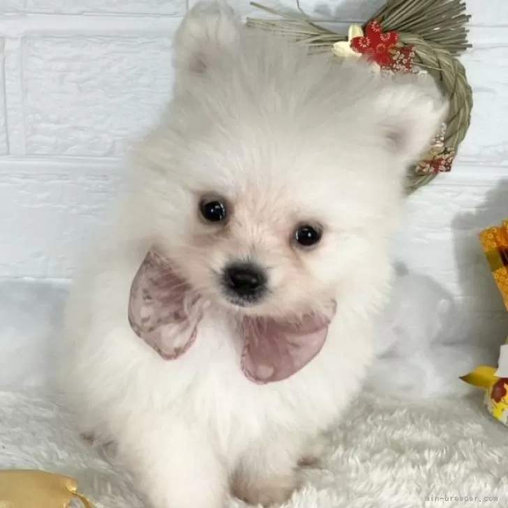 ID：2501-03175の子犬