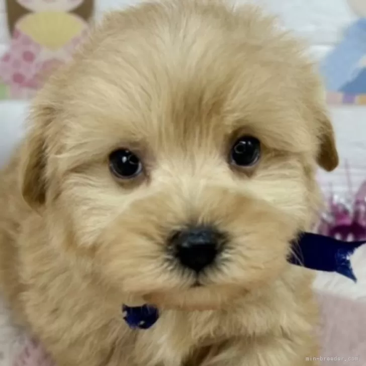 ID:2503-03999の子犬