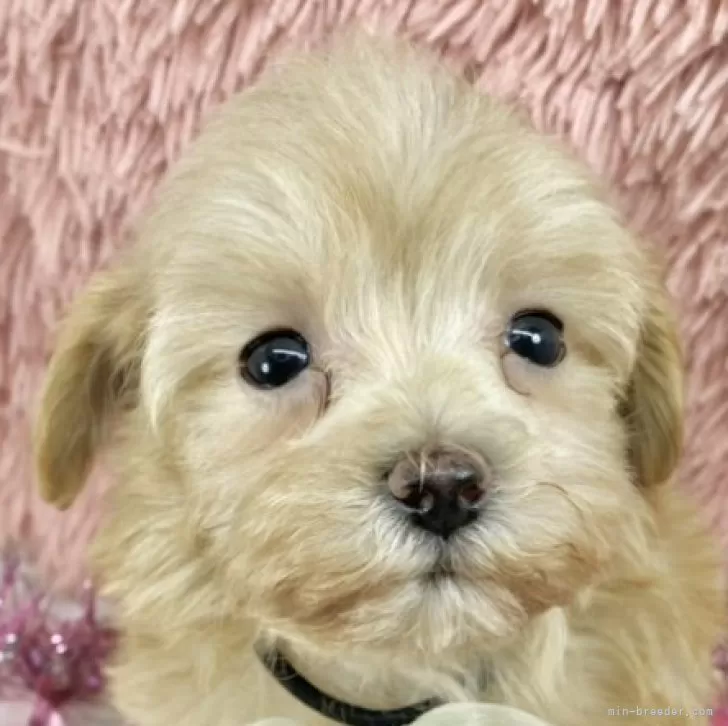 ID:2502-03612の子犬