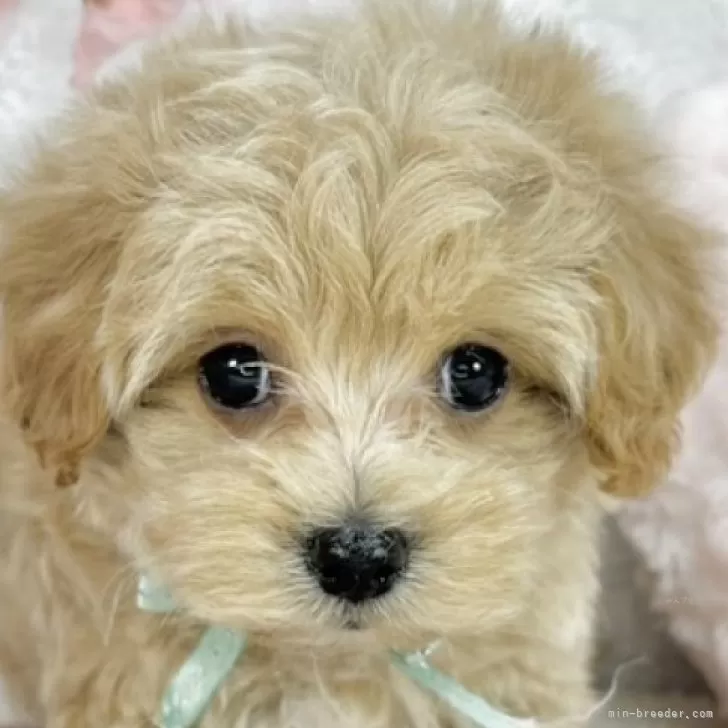 ID:2504-06915の子犬