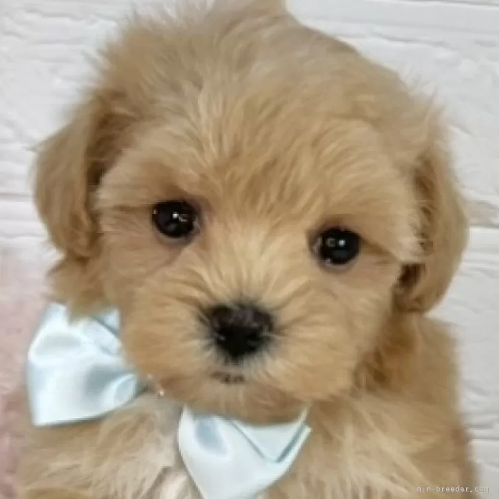 ID：2507-05957の子犬