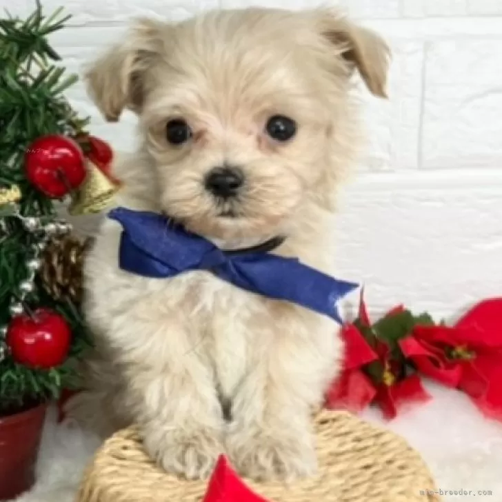 ID:2412-02339の子犬