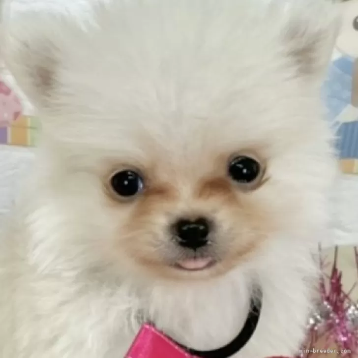 ID:2503-04281の子犬