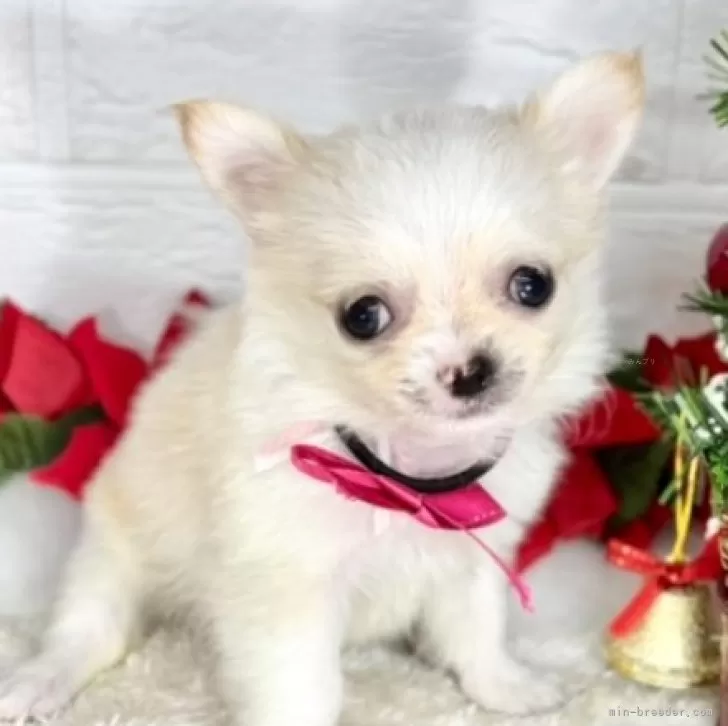 ID:2412-01988の子犬