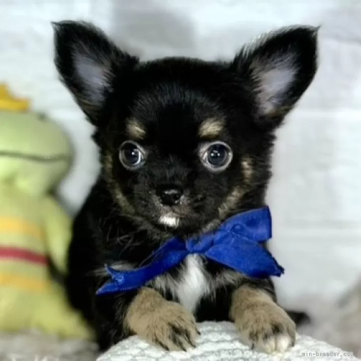 ID:2411-04876の子犬