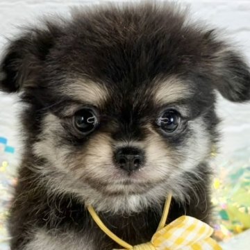 ポメチワ(ポメラニアン×チワワ)【岐阜県・女の子・2025年9月29日・ブラック&クリーム】の写真「優しいお顔のポメチワちゃん🎀」