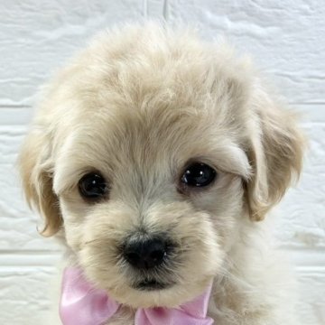 マルプー(トイプードル×マルチーズ)【岐阜県・男の子・2025年10月8日・クリーム】の写真「くりくりおめめのかわいい男の子💛」