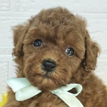 トイプードル(トイ)【岐阜県・男の子・2025年7月2日・レッドフォーン】の写真「控えめな男の子🐶💕」