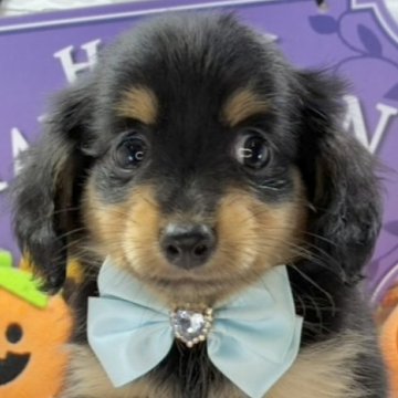 チワックス(チワワ×ダックスフンド)【岐阜県・男の子・2025年9月15日・ブラック&タン】の写真「人懐っこい可愛い男の子🐶✨💗」