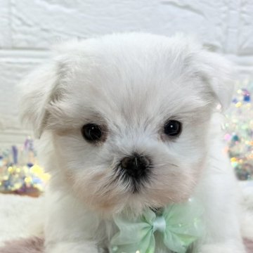 マルチーズ【岐阜県・女の子・2025年10月8日・ホワイト】の写真「愛くるしい瞳の女の子🐶」