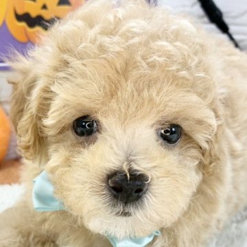 マルプー(マルチーズ×トイプードル)【岐阜県・男の子・2025年8月28日・アプリコット】の写真「人懐っこい可愛い男の子!!💗」