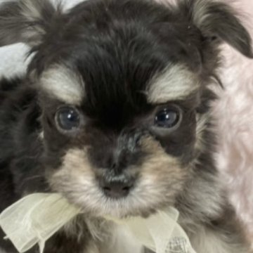 チワマル(マルチーズ×チワワ)【岐阜県・男の子・2025年3月1日・ブラック&タン】の写真「ふわふわな毛がチャームポイント✨✨」