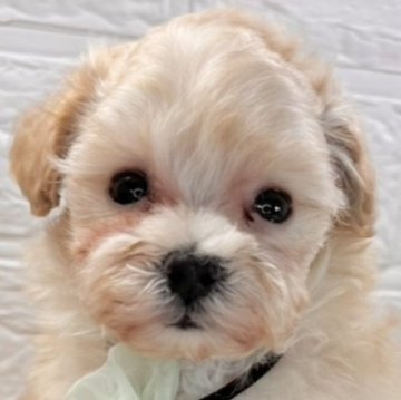 マルプー(マルチーズ×トイプードル)【岐阜県・女の子・2025年10月19日・クリーム】の写真「元気いっぱいな女の子🐶💗」