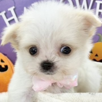 チワマル(マルチーズ×チワワ)【岐阜県・女の子・2025年9月16日・クリーム&ホワイト】の写真「小柄とっても可愛い女の子🐶💗」