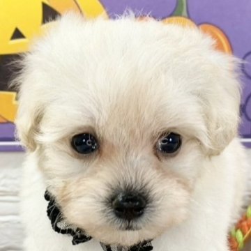 マルプー(マルチーズ×トイプードル)【岐阜県・女の子・2025年9月10日・クリーム】の写真「おしとやかで可愛い女の子🐶💗」