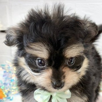 ポメマル(ポメラニアン×マルチーズ)【岐阜県・男の子・2025年9月23日・ブラック&タン】の写真「ふわふわな毛がチャームポイントの男の子😲✨」