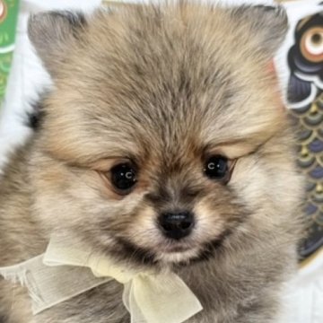 ポメラニアン【岐阜県・女の子・2025年4月17日・オレンジセーブル】の写真「もっふもふで元気な女の子🌷」