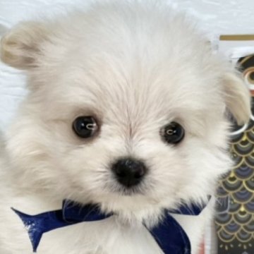 チワマル(チワワ×マルチーズ)【岐阜県・男の子・2025年4月13日・クリーム&ホワイト】の写真「とってもマイペースな男の子🐻💗」