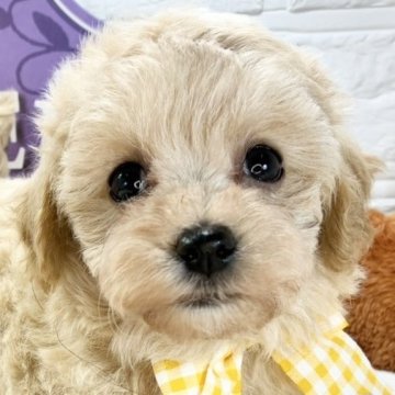 マルプー(マルチーズ×トイプードル)【岐阜県・男の子・2025年9月18日・アプリコット】の写真「甘えん坊で人が大好きな男の子⭐」