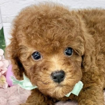 トイプードル(トイ)【岐阜県・男の子・2025年6月24日・レッドフォーン】の写真「むちむちでふわふわなな男の子💗」