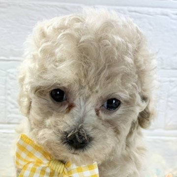 マルプー(トイプードル×マルチーズ)【岐阜県・女の子・2025年10月6日・クリーム&ホワイト】の写真「くりくりおめめのかわいい女の子💛」