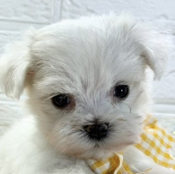 マルチーズ【岐阜県・女の子・2025年10月8日・ホワイト】の写真「まんまるお顔の可愛い女の子🐶⭐」