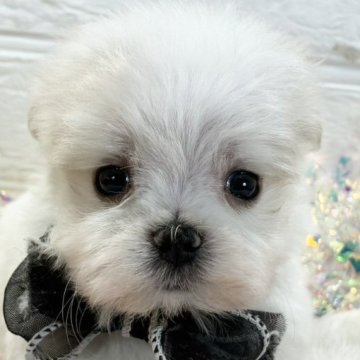 マルチーズ【岐阜県・男の子・2025年10月8日・ホワイト】の写真「おめめの可愛い男の子🐶⭐」