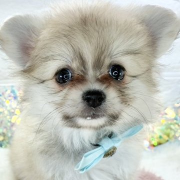 ポメチワ(ポメラニアン×チワワ)【岐阜県・女の子・2025年9月29日・フォーン】の写真「人が大好きで好奇心旺盛な女の子🎀」