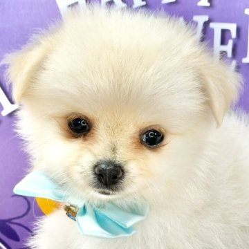 ポメチワ(ポメラニアン×チワワ)【岐阜県・女の子・2025年9月21日・クリーム】の写真「ふわふわでむちむちな女の子🐻‍❄️🐾」