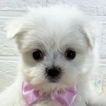 マルチーズ【岐阜県・男の子・2025年10月8日・ホワイト】の写真「おっとりマイペースな男の子🐶💗」
